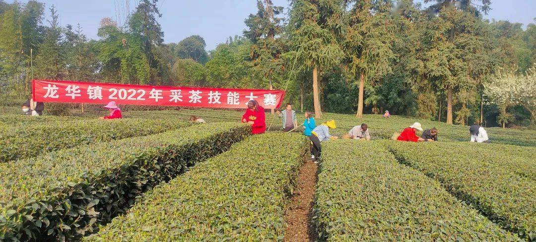 优茶园